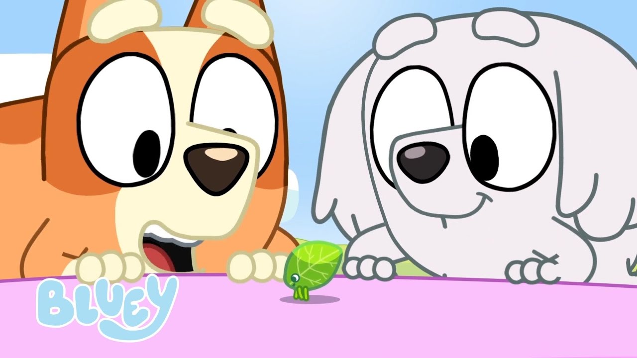 🔴IN DIRETTA: Divertimento in acqua con Bluey💧🐳 | 30 MINUTI | Bluey Italiano Canale Ufficiale