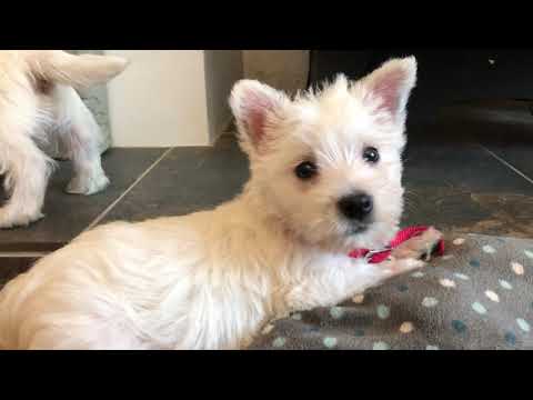 meurig kennels westies