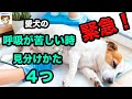【緊急状態】犬の呼吸が苦しいとき、呼吸困難の見分け方のコツ４選〜獣医が教える〜