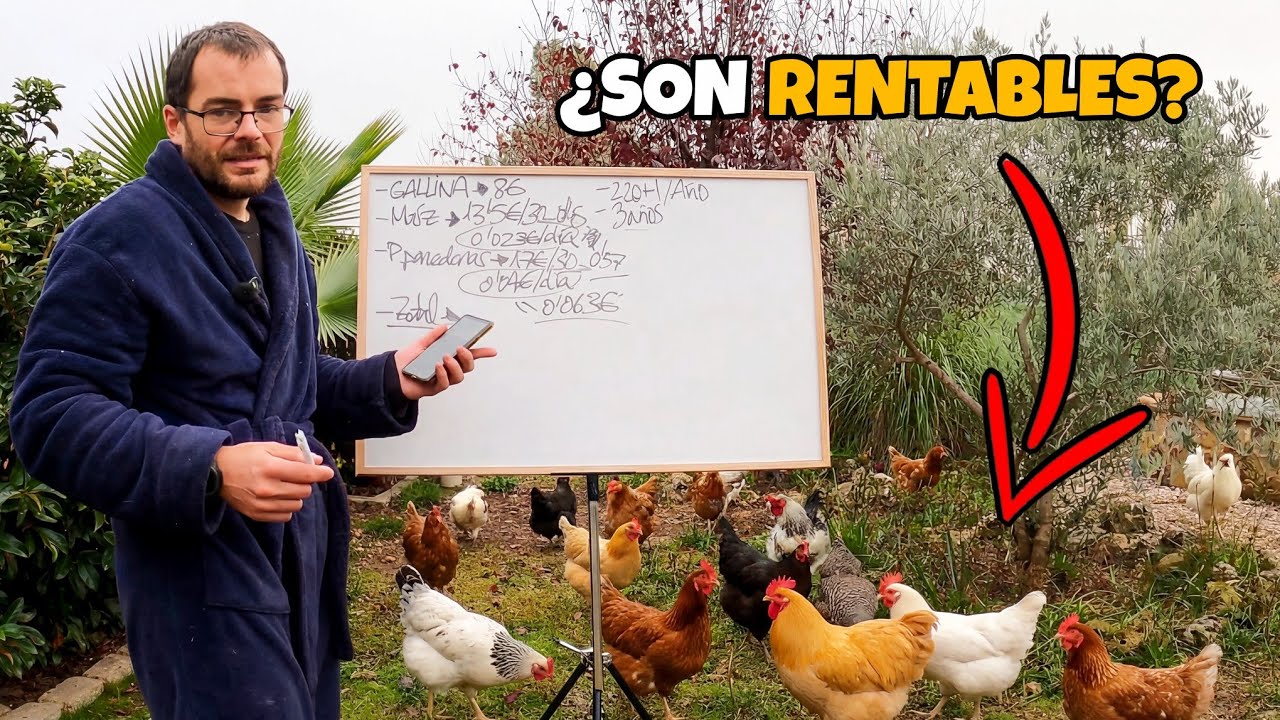 ¿Cuánto cuesta producir una docena de huevos? Echamos cuentas.