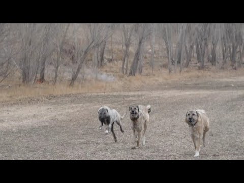 Video: Köpəyinizi Açıq Havada Tualetə Necə öyrətmək Olar?