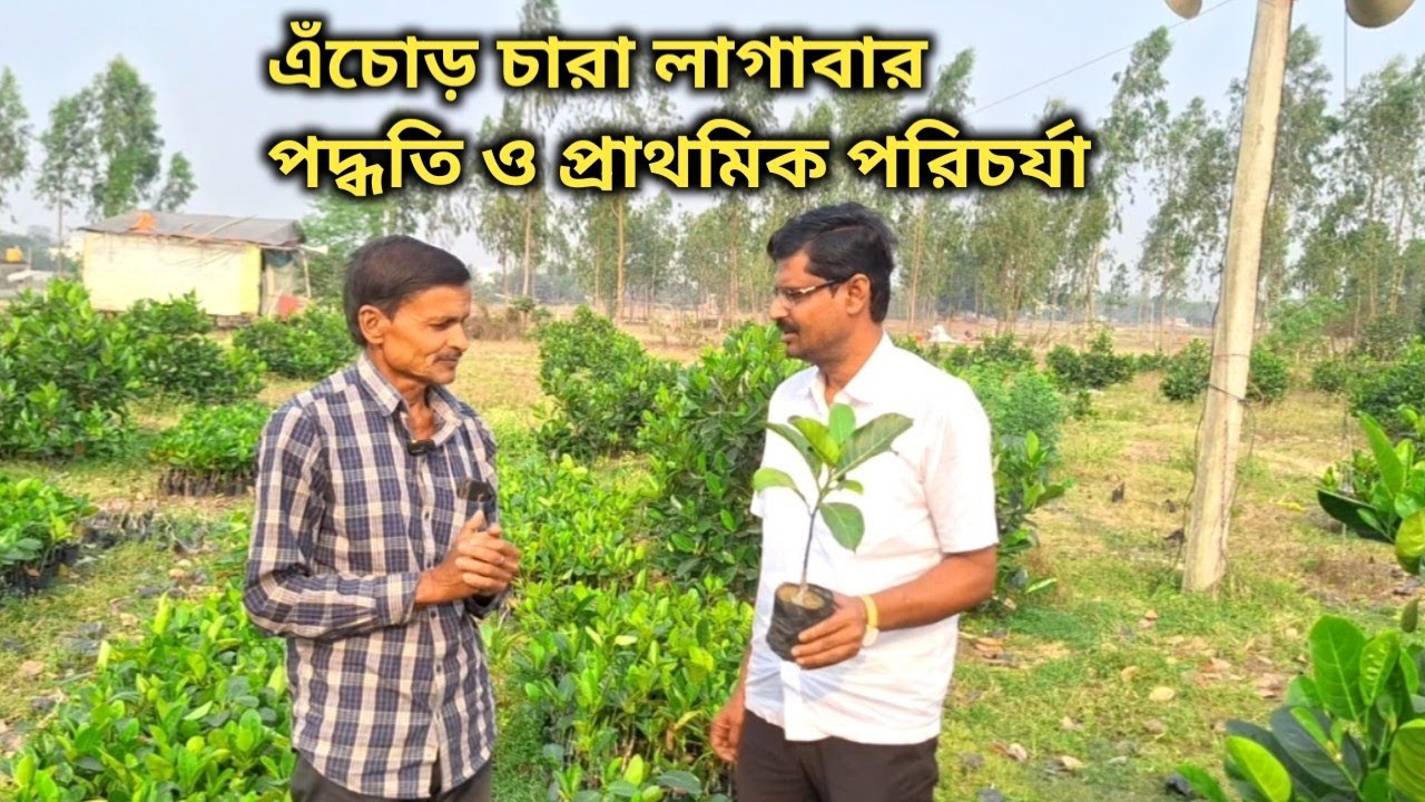এঁচোড় চারা লাগাবার পদ্ধতি ও প্রাথমিক পরিচর্যা......!
