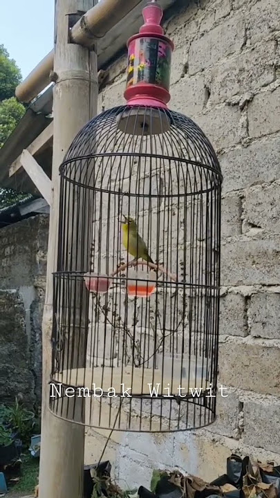 burung kacamata pleci nembak witwit cer #burungkicau  #pleci