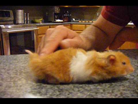 Hamster Cat Butt Thing