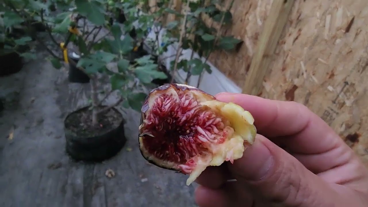 Cosme Manyo, Boysenberry Blush, Black Madeira Fig Tasting and Review 2024