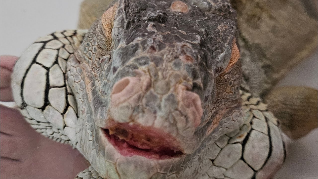 Green Iguana Tsuyo l💕ves bathtime! We got his last 3 spike sheds off! 🙌