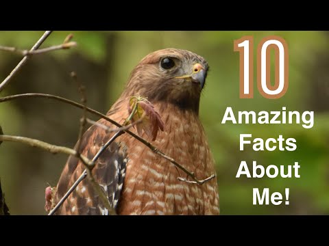 10 Amazing Facts About Red Shouldered Hawks