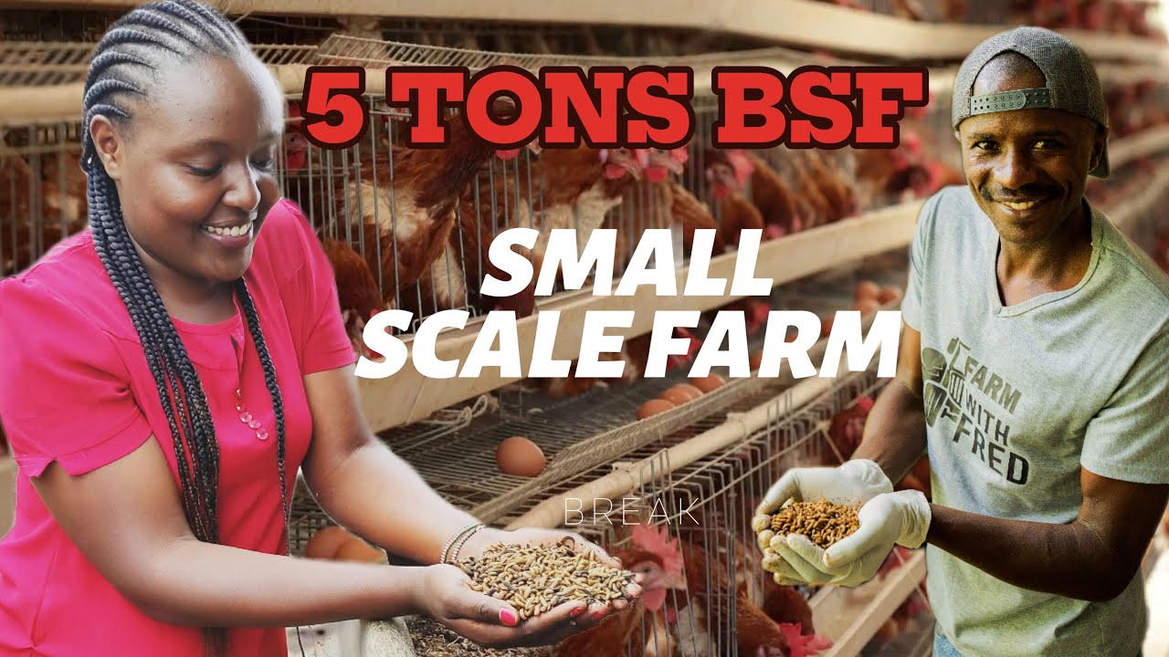 How Insects Are Turning Farm Waste into Gold. Cheapest Chicken Feeds in Kenya/Black soldiers farming