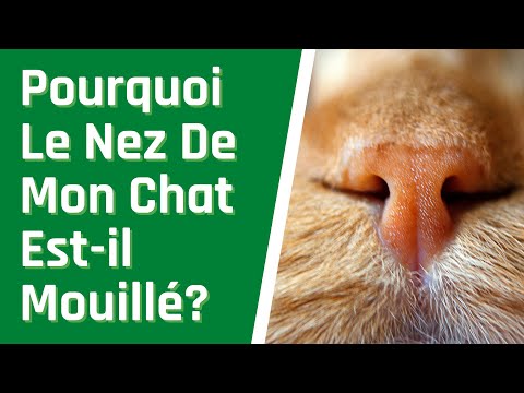 Vidéo: Pourquoi Les Chats Ont Le Nez Mouillé ?