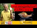 Episode 14 වගාවේ ගොළුබෙල්ලන් මර්දනය කරන්නේ කෙසේද?| How to get rid of snails and slugs in the garden.