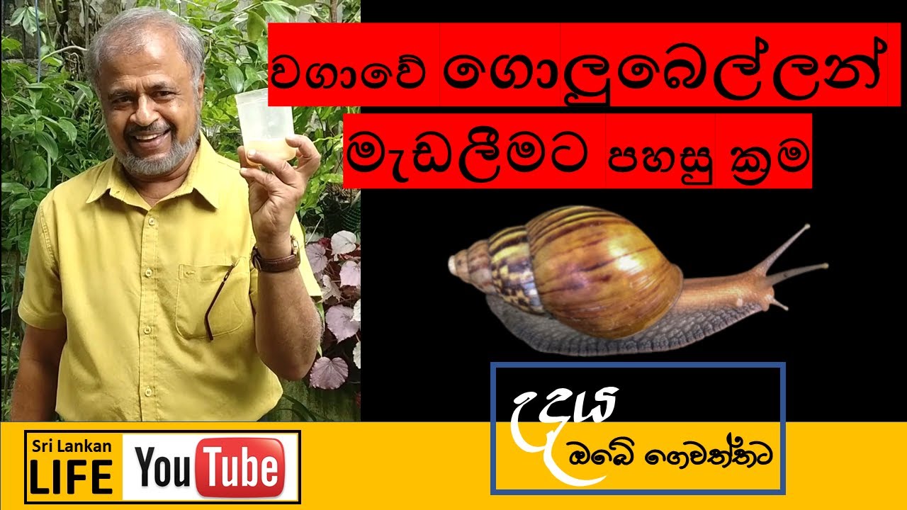 Episode 14 වගාවේ ගොළුබෙල්ලන් මර්දනය කරන්නේ කෙසේද?| How to get rid of snails and slugs in the garden.