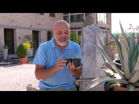 Video: Agave americana: descrizione e cura