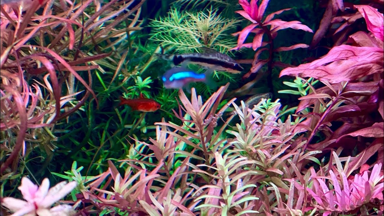 อัพเดทสต็อคปลา 17 มกราคม 2569