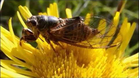 سورة الكهف الشيخ عمر القزابري          Surat AL-Kahf By Omar Al Kazabri