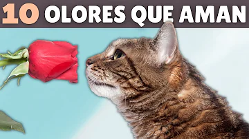 ¿Qué olores les gustan a los gatos?