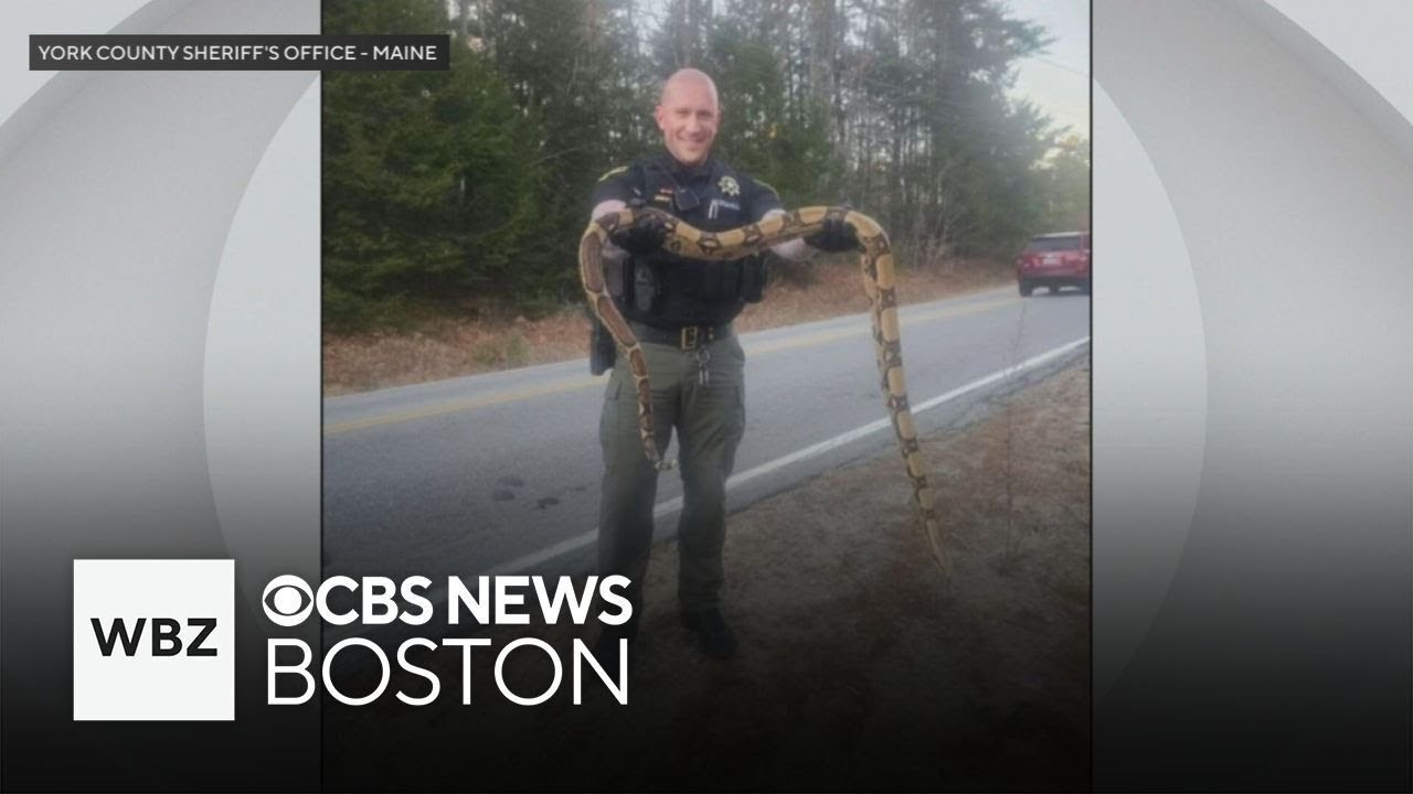 8-foot boa constrictor found in Maine - YouTube