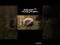 المشهد رقم 49 صرخة إيرين الي مستحيل ننساها أقوى مشاهد الانمي