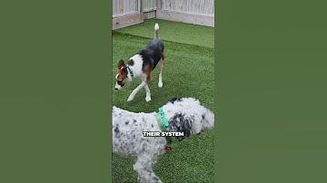 Is Leash Reactivity Affecting Your Dog’s Social Life