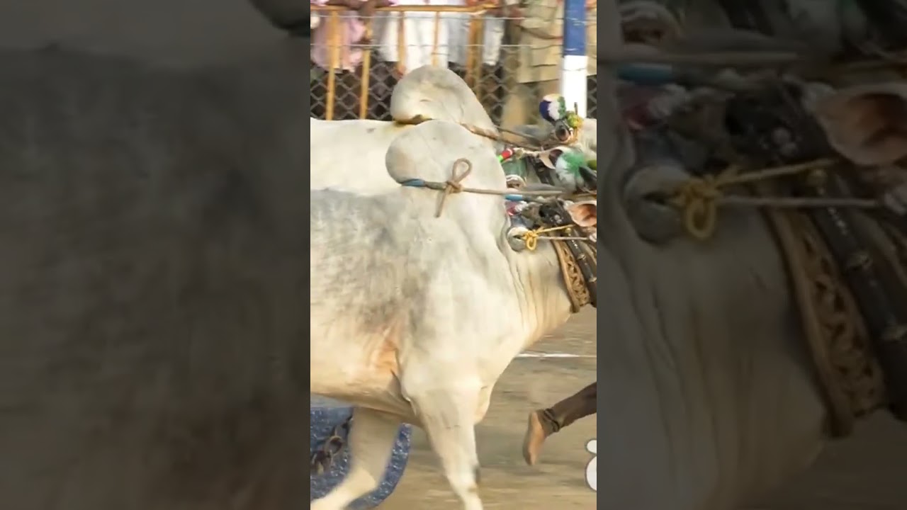 ONGOLE BULLS|| ONGOLU GITTHALU|| INDIAN BULL|| PRIDE OF INDAI||