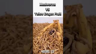 How Fast Can Mealworms Eat A Yellow Dragon Fruit? ⏳#shorts #mealworms #dragonfruit