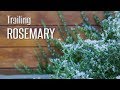 Trailing Rosemary has so many uses!