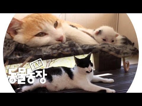 황혼 육아의 굴레에 빠져버린 친정엄마냥 ‘콜’ @TV 동물농장 20190526