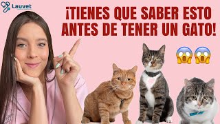 LO QUE DEBES SABER ANTES DE TENER UN GATO  Lauvet