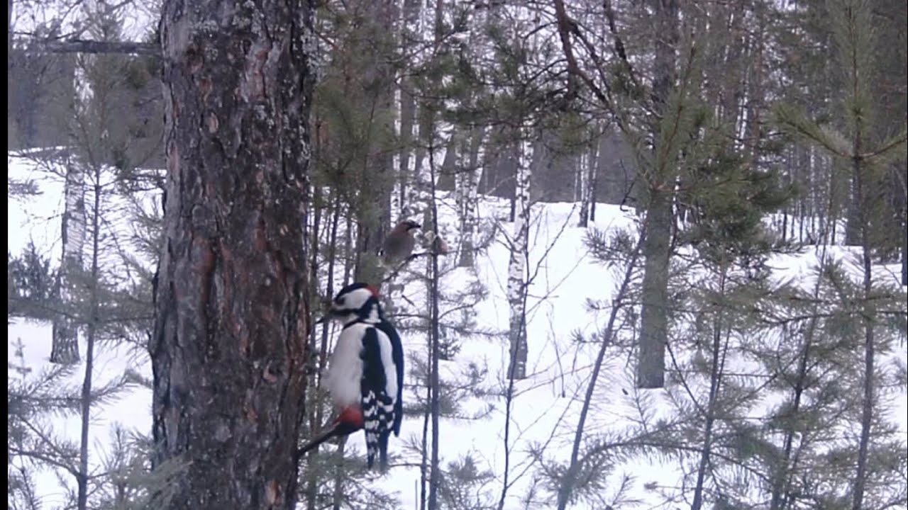 Дятел и Сойка. Сока клюёт куриную шкурку. Дятел вскрывает шишки ...