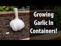 Growing Garlic In Containers (2019)