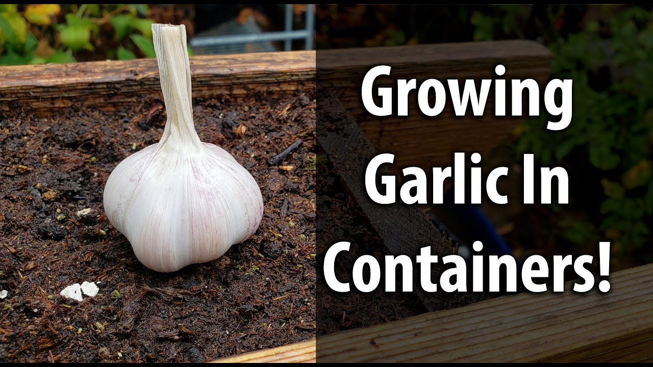 Growing Garlic In Containers 2019 Youtube