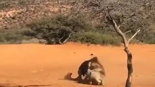 Lions Fight