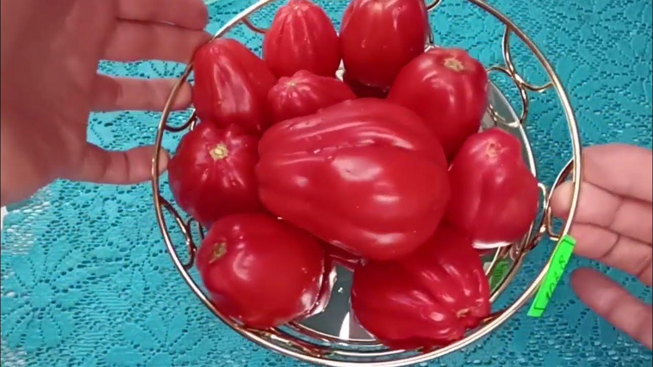 Обзор томата Бабушкин кидательный - YouTube