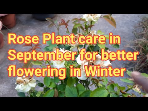 Video: Flowers In September: What To Plant And How To Care?