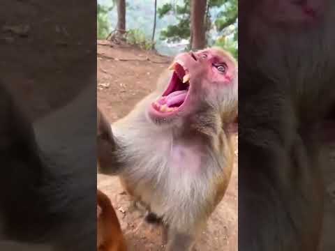 قرد ياكل برتقال قرد كيوت قرد لطيف قرد صغير تربية القرود قرد قرد الغابة