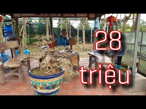Video SH.5911. Cây Sanh Nam Điền dáng Trực Huyền đẹp đây các... - youtube