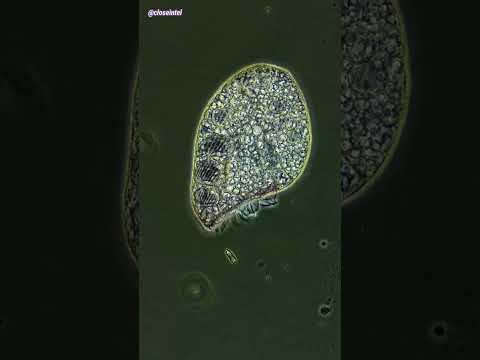 Video: Je, ivermectin inaua bakteria?