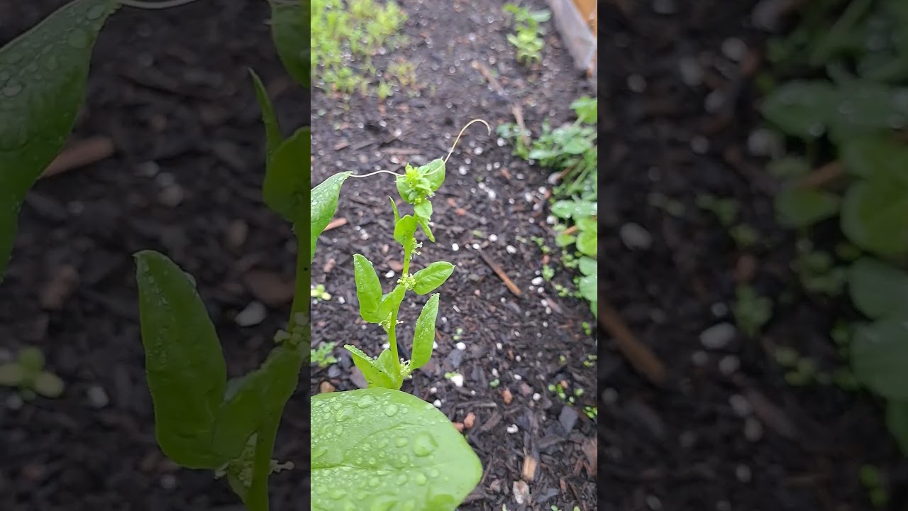 I think I found a horse hair worm!