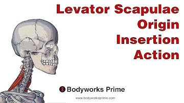 Levator Scapulae Anatomy: Origin, Insertion & Action