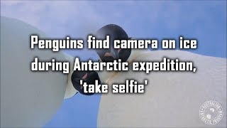 Penguins find camera on ice during Antarctic expedition, 'take selfie'