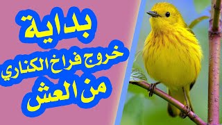 بداية خروج فراخ الكناري من العش