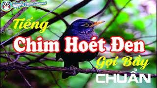 Tiếng chim héc đen gọi đàn cực chuẩn |nguyễn phạm channel