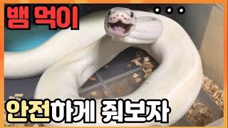 Feed the snake safely!! (ball python)
