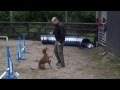 Dog Agility - JAWS Agility - Beginners from the Start Dog Agility - JAWS Agility - Beginners from the Start