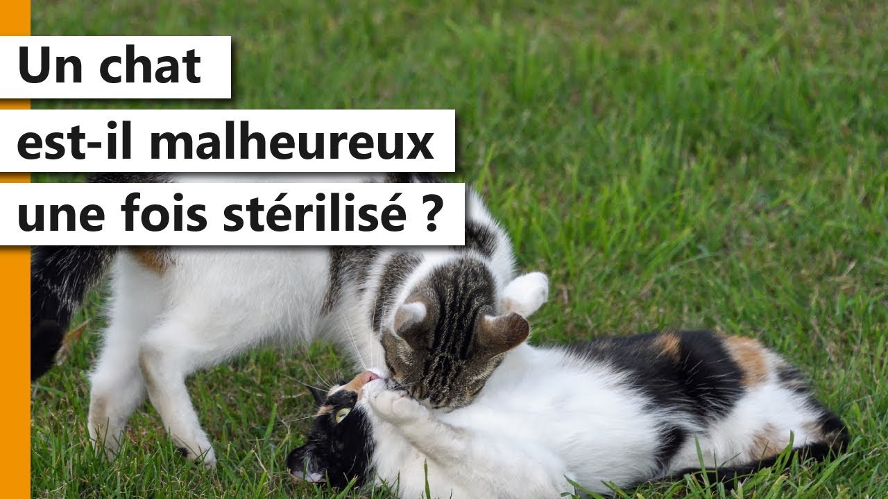 Un Chat Est Il Malheureux S Il Est Sterilise