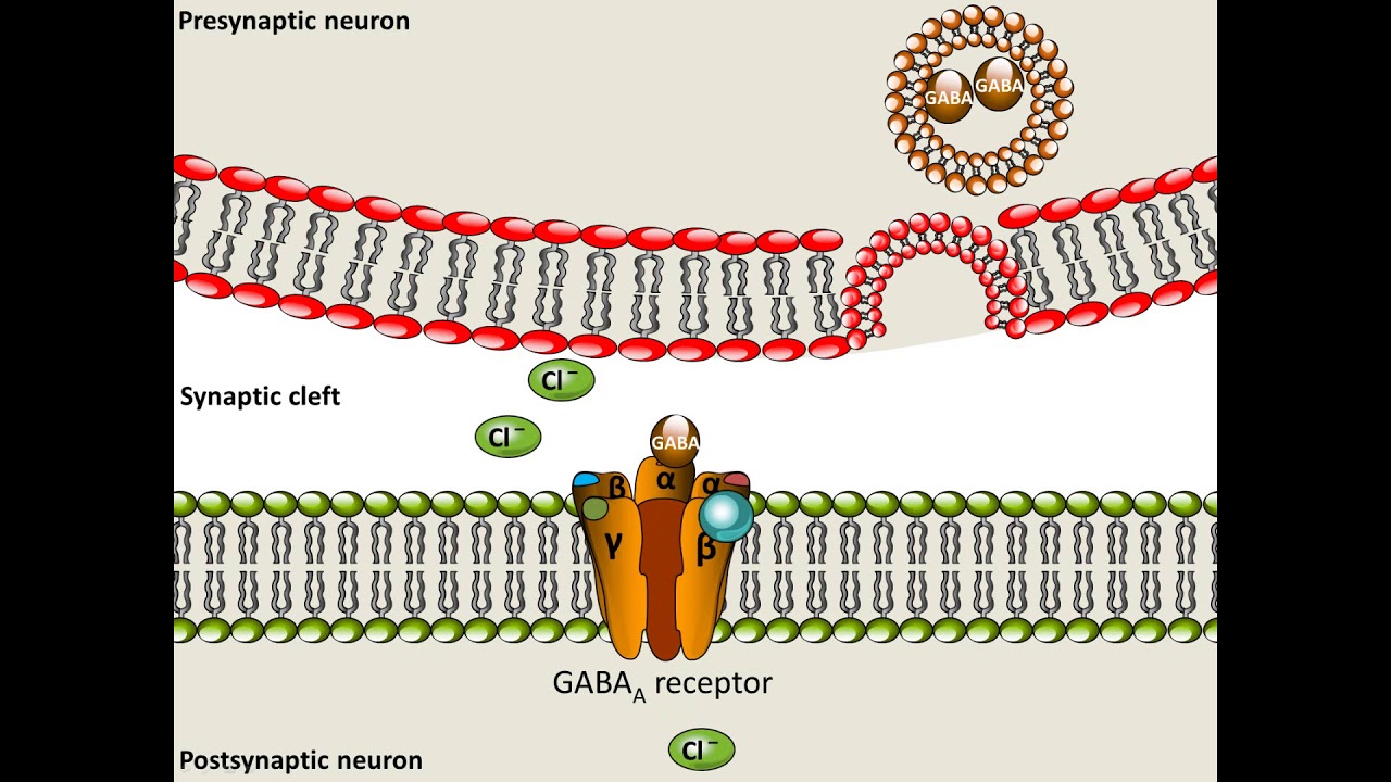 Pentobarbital Mechanism Of Action Youtube