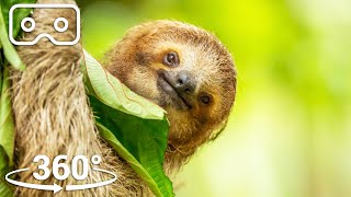 Three-Toed Sloth Survives 6m Fall From The Treetops | VR 360 | Seven Worlds, One Planet