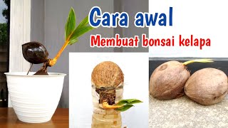 CARA AWAL MEMBUAT BONSAI KELAPA screenshot 5