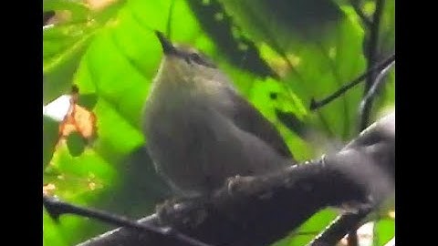 Pin-striped Tit Babbler