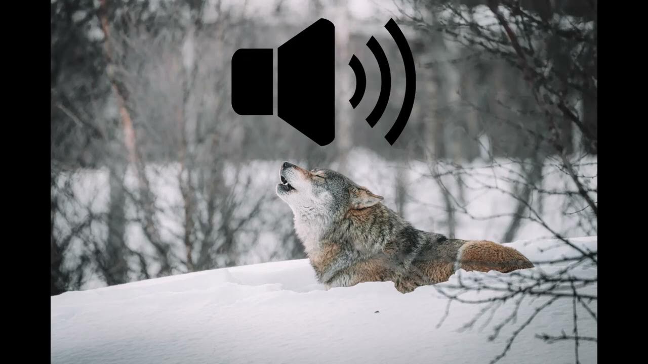 Wolf Howl Sound Effect DOWNLOAD IN DISC YouTube wolf-howl-sound-effect-download-in-disc-youtube