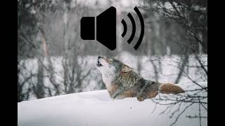 Wolf howl sound effect screenshot 1